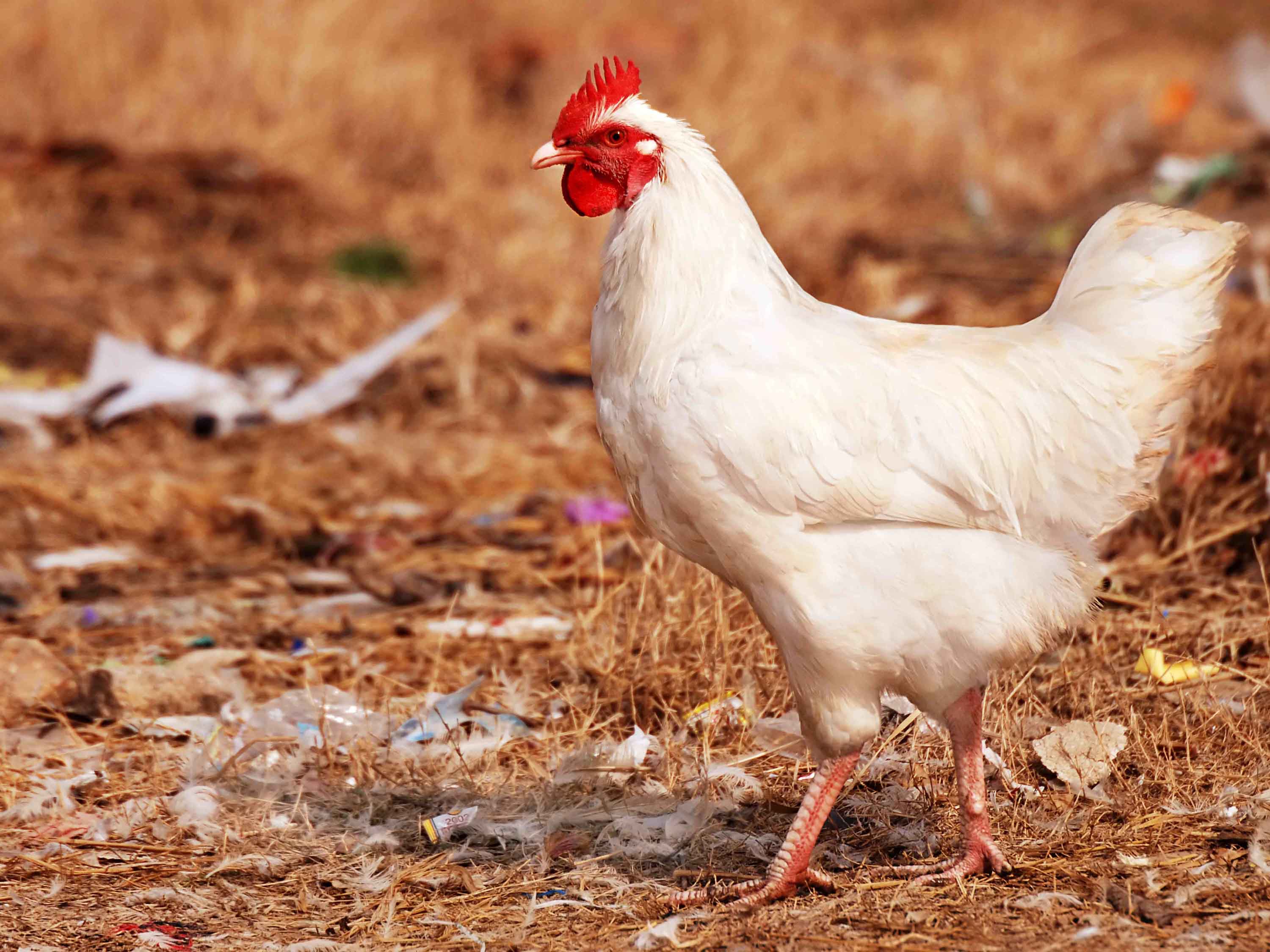 Broadcrown_Poultry_Litter.jpg