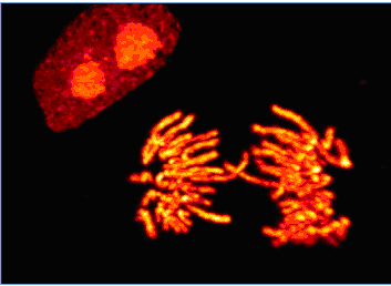 Laser_Quantum_Lattice_Light.jpg