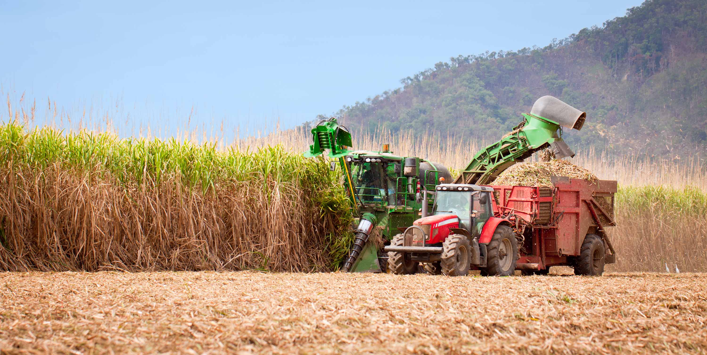 OMEX_Sugarcane_Yields.jpg