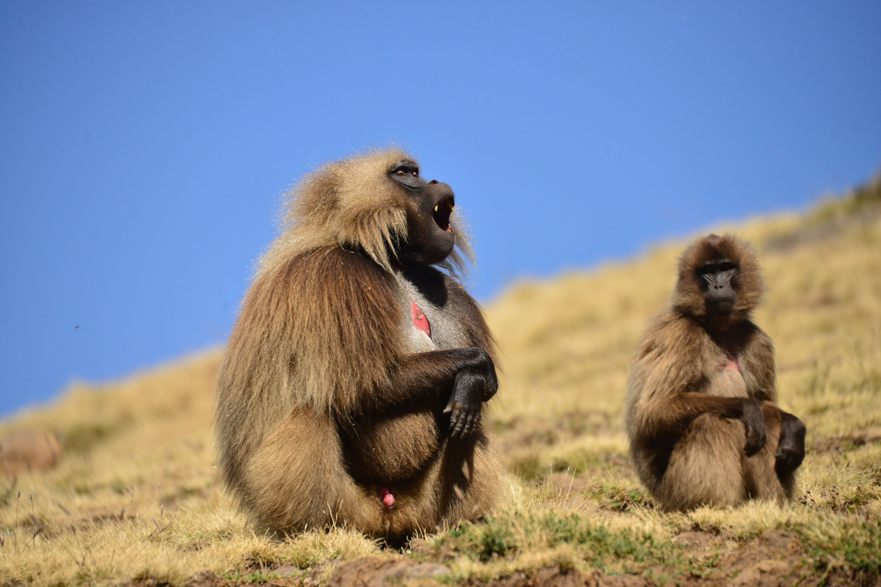 Simien_Mountain_Gelada_Monkeys.jpg